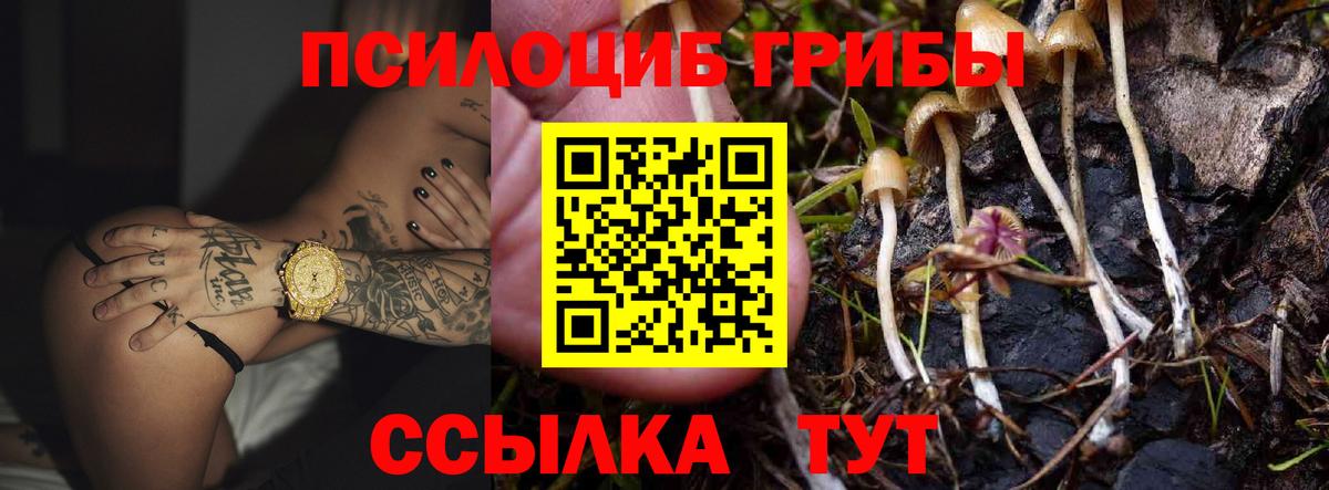 Ефремов  Псилоцибиновые грибы Magic Shrooms  Вход с VPN  Псилоцибиновые грибы Psilocybe 